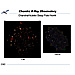 Chandra Deep Field North