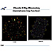 Chandra Deep Field South