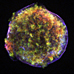 Tycho's Supernova Remnant