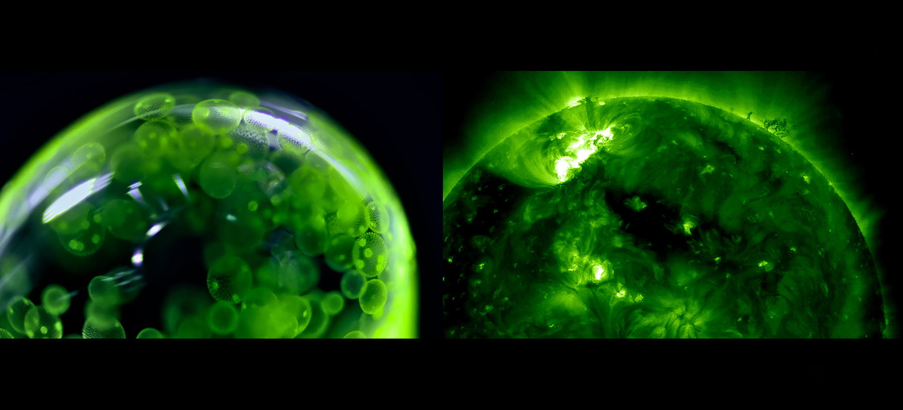 Algae in Reflected Light  vs.  Our Star in UV light